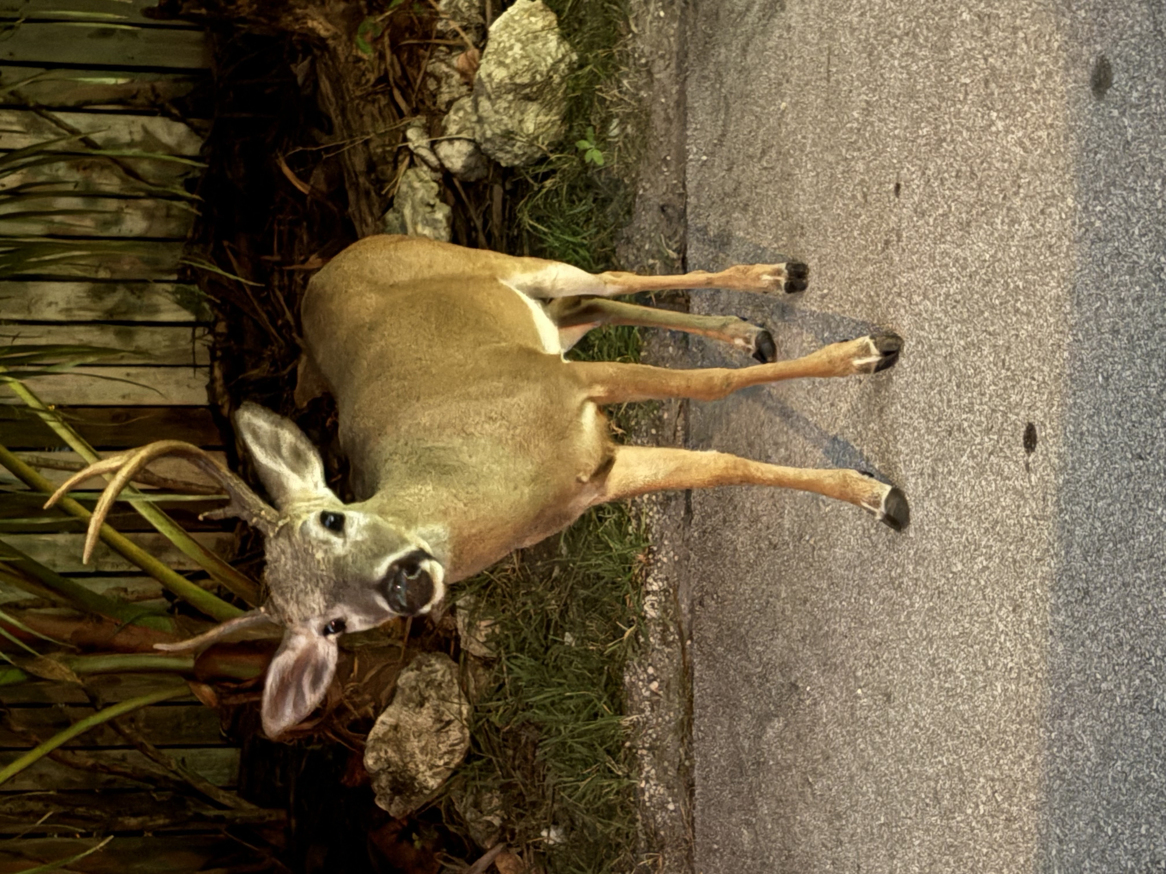 Key Deer (Key Buck?) on Big Pine Key
