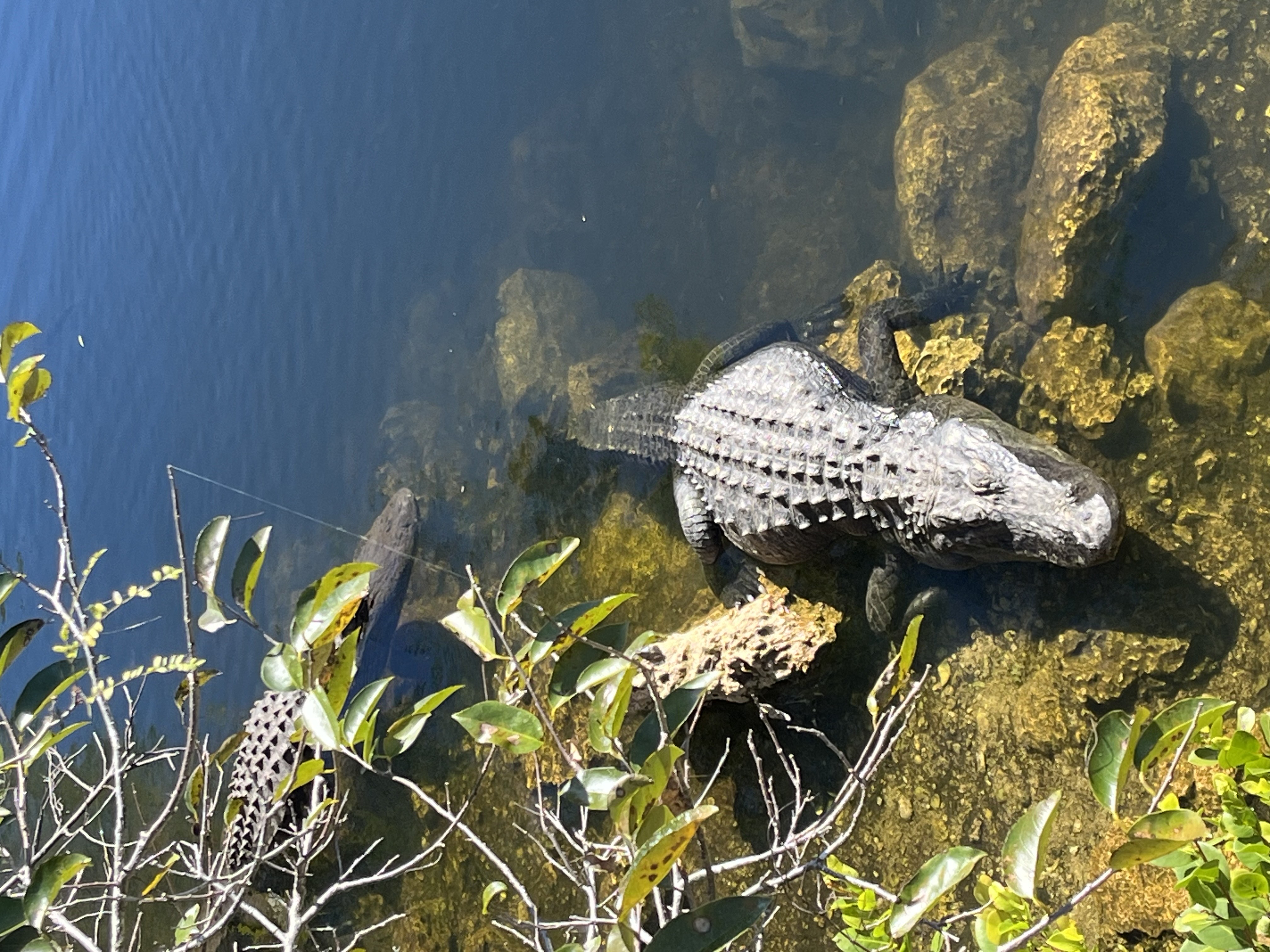 Best Pit Stop EVER (Big Cypress Visitors Center on Hwy 41 between Naples and Miami