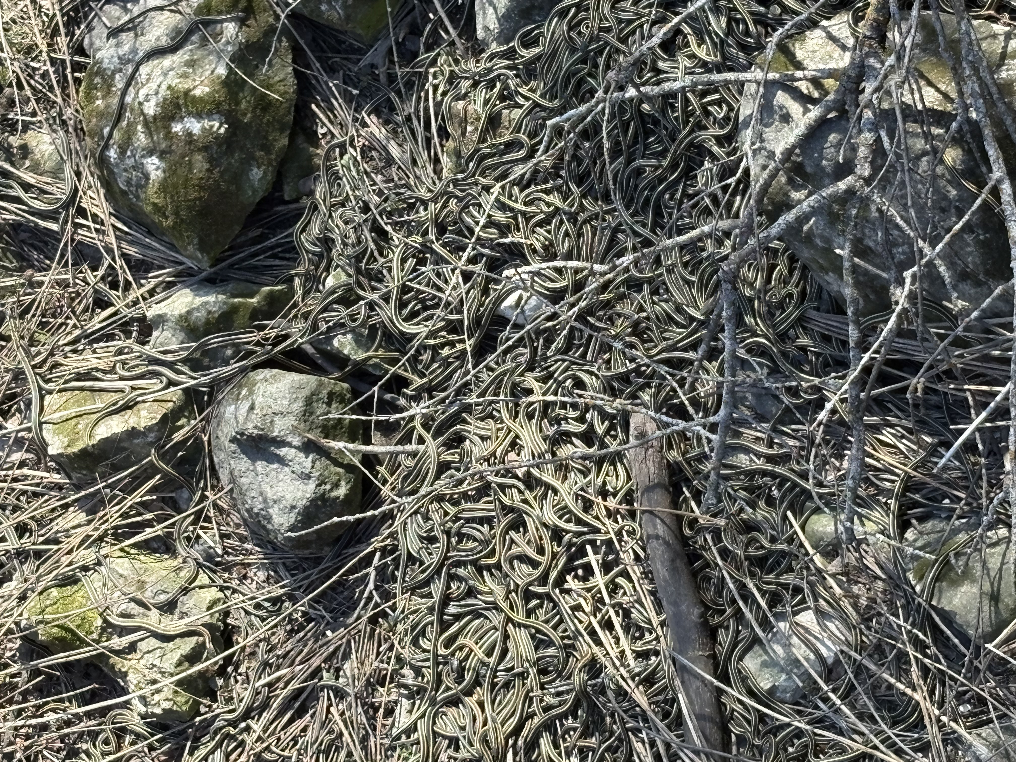 Hundreds and hundreds of garter snakes!