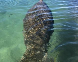 Manatee